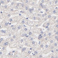 HPA IHC Liver — PTK7