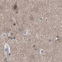 HPA IHC Cerebral cortex — CLK1