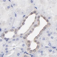 HPA IHC Kidney — DUSP9