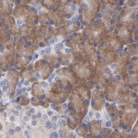 HPA IHC Pancreas — RPS24