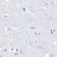 HPA IHC Cerebral cortex — PTPRO