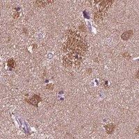 HPA IHC Caudate — DPYSL5