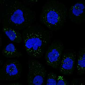 HPA034687: A-431