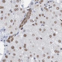 HPA IHC Liver — KHSRP