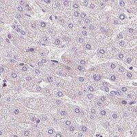 HPA IHC Liver — DPPA4