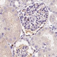 HPA IHC Kidney — DPPA4