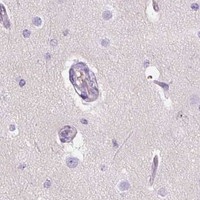 HPA IHC Cerebral cortex — DPPA4