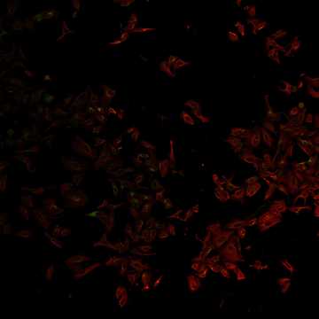 HPA035275: U-2 OS, siRNA 2 (10x)