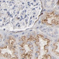 HPA IHC Kidney — GNG2