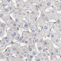 HPA IHC Liver — GNG2