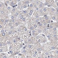 HPA IHC Liver — ACOT9