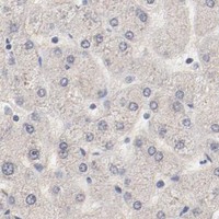 HPA IHC Liver — MAGED4