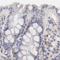 HPA IHC Colon — MAGED4