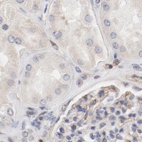 HPA IHC Kidney — MAGED4
