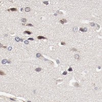 HPA IHC Cerebral cortex — MAGED4