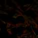 HPA035636: U-2 OS, siRNA 1 (40x)