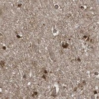 HPA IHC Cerebral cortex — STAMBP
