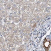 HPA IHC Liver — GCC2