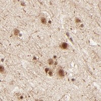 HPA IHC Cerebral cortex — FAM50A