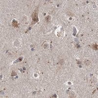HPA IHC Cerebral cortex — SLU7