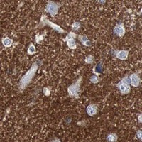 HPA IHC Cerebral cortex — SNAP25