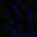 HPA036276: hTERT-RPE1 (serum starved)
