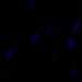 HPA036276: ASC52telo