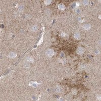HPA IHC Cerebral cortex — ANAPC1