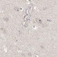 HPA IHC Cerebral cortex — CXXC5
