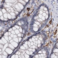HPA IHC Colon — PIWIL4