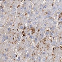 HPA IHC Liver — PIWIL4