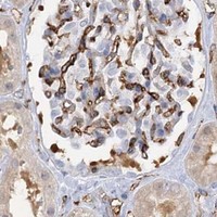 HPA IHC Kidney — PIWIL4