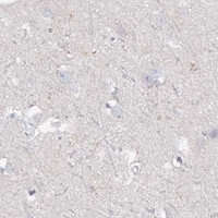 HPA IHC Cerebral cortex — PIWIL4