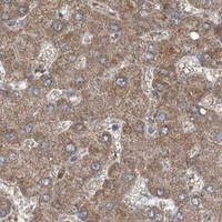 HPA IHC Liver — SUCLG1