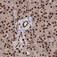HPA IHC Pancreas — KIF20A