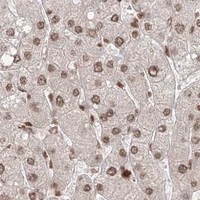 HPA IHC Liver — KIF20A