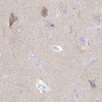 HPA IHC Cerebral cortex — HMGCS1
