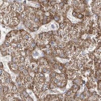 HPA IHC Liver — OPA1