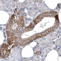 HPA IHC Salivary gland — OPA1