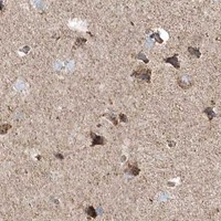 HPA IHC Cerebral cortex — OPA1