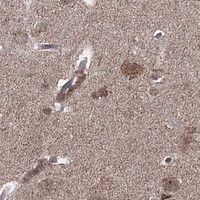 HPA IHC Cerebral cortex — TRNT1