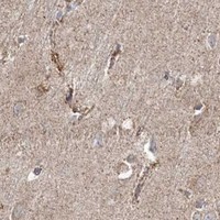 HPA IHC Cerebral cortex — PCCB