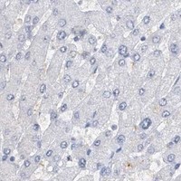 HPA IHC Liver — SRGAP3