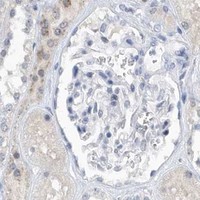 HPA IHC Kidney — SRGAP3