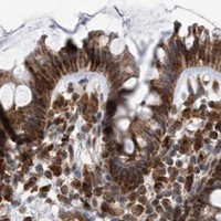 HPA IHC Colon — PCBP1