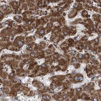 HPA IHC Liver — PCBP1