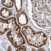 HPA IHC Kidney — PCBP1
