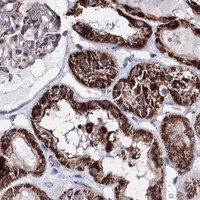 HPA IHC Kidney — HADHB