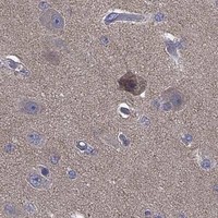 HPA IHC Cerebral cortex — MPP7
