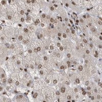 HPA IHC Liver — SEPHS1